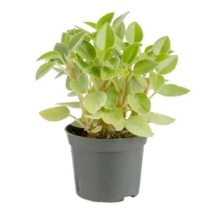 Best Plante verte. Le pot de ø 8,5 cm