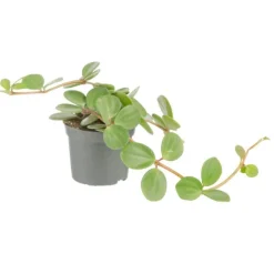 Best Plante verte. Le pot de ø 8,5 cm