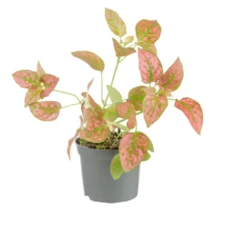 Best Plante verte. Le pot de ø 8,5 cm