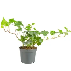 Best Plante verte. Le pot de ø 8,5 cm