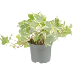 Best Plante verte. Le pot de ø 8,5 cm