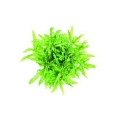 Clearance Pogostemon helferi