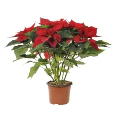 Hot BOTANIC® Poinsettia rouge en pot Ø 14 à 15 cm