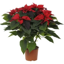 Clearance BOTANIC® Poinsettia rouge pailleté. La coupe Ø 27 cm