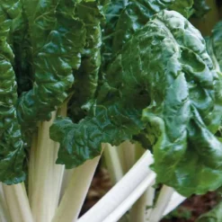 Best BOTANIC® Poiree Verte Berac Bio. La barquette de 3 plants