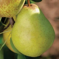 Online BOTANIC® Poirier Bon Chretien Williams Lr. Le pot de 12 litres