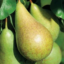 Hot BOTANIC® Poirier Conférence Bio. Le pot de 15 litres