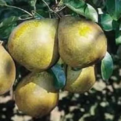 Sale BOTANIC® Poirier Doyenne Du Comice. Le pot de 12 litres, forme gobelet