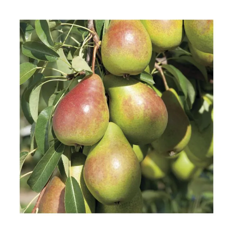 Discount BOTANIC® Poirier Louise Bonne D'Avranches. Le pot de 12 litres, forme gobelet