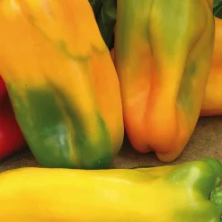 BOTANIC® Poivron Petit Marseillais Bio. La barquette de 3 plants