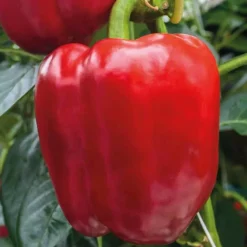 Discount BOTANIC® Poivron Rouge Predi Bio. Le pot de 10,5 cm