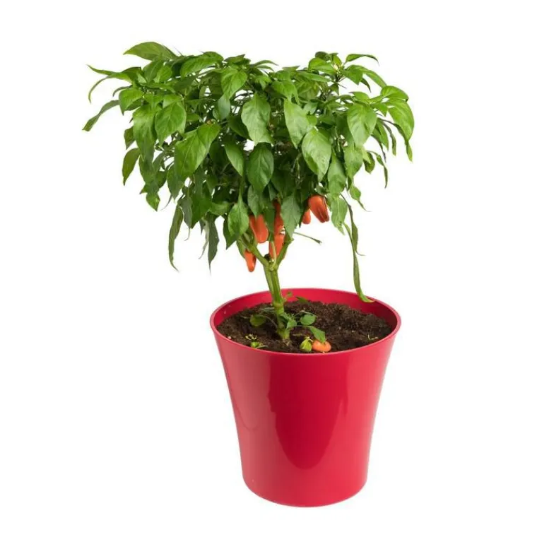 Discount BOTANIC® Poivron Snakor® Orange Bio. Le pot de 2,5 litres