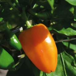 Discount BOTANIC® Poivron Snakor® Orange Bio. Le pot de 2,5 litres