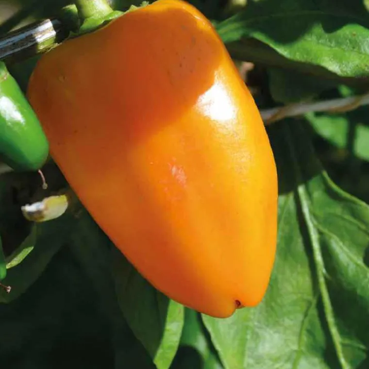 Discount BOTANIC® Poivron Snakor® Orange Bio. Le pot de 2,5 litres