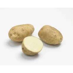Online Pommes de terre Bintje calibre 28/35, 60 plants