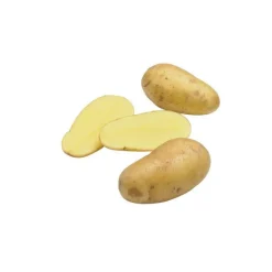 Sale BOTANIC® Pommes de terre Charlotte bio calibre 0001, 60 plants