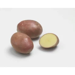 BOTANIC® Pommes de terre Desiré bio calibre 0001, 25 plants