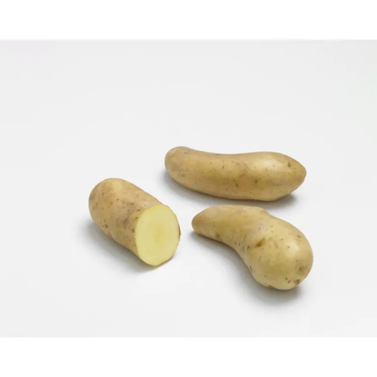 New Pommes de terre Ratte calibre 25/32, 60 plants