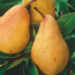 Best BOTANIC® Pommier Belle De Boskoop. En racine nue, forme 1/2 tige