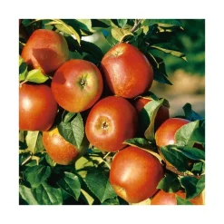 BOTANIC® Pommier Delbard Jubile® Delgollune Bio. Le pot de 12 litres forme gobelet