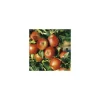 Online BOTANIC® Pommier Delbard Jubile® Delgollune. Le pot de 12 litres, forme gobelet