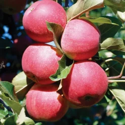 Clearance BOTANIC® Pommier Gala. Le pot de 25 litres