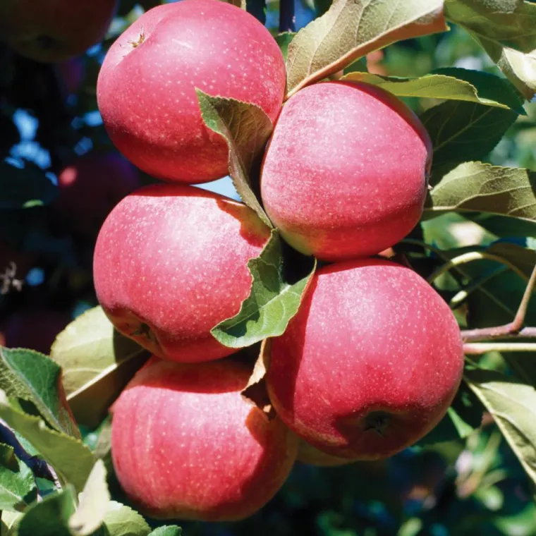 Clearance BOTANIC® Pommier Gala. Le pot de 25 litres