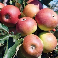 BOTANIC® Pommier Jonagold Bio. Le pot de 15 litres