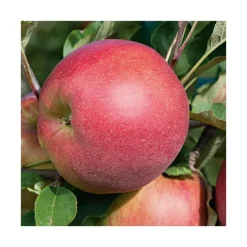 Best BOTANIC® Pommier Melrose Bio. Le pot de 15 litres forme 1/2 tige