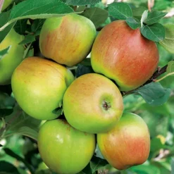 Clearance BOTANIC® Pommier Rambour D'Hiver. Le pot de 15 litres forme 1/2 tige