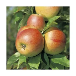 New BOTANIC® Pommier Reine Des Reinettes. Le pot de 12 litres, forme gobelet