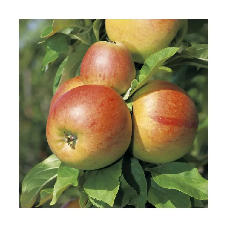 New BOTANIC® Pommier Reine Des Reinettes. Le pot de 12 litres, forme gobelet