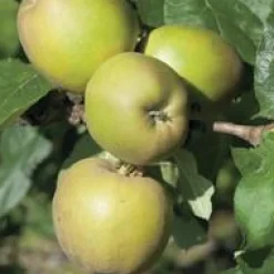 Sale BOTANIC® Pommier Reinette Grise Du Canada. En racine nue, forme palmette U simple