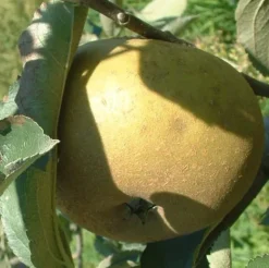 New BOTANIC® Pommier Reinette Grise Du Canada. Le pot de 20 litres, forme palmette U double