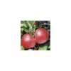 Clearance BOTANIC® Pommier Royal Gala. En racine nue, forme 1/2 tige calibre 6/8