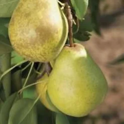 Online BOTANIC® Pommier Royal Gala. Le pot de 12 litres, forme gobelet