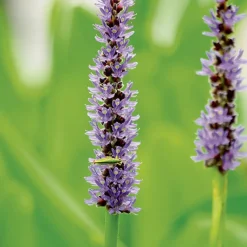 Sale BOTANIC® Pontederia lanceolata pot de 3 litres