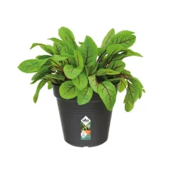 Sale ELHO Pot 19cm Green Basics noir