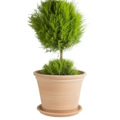 Discount TERRABLANCA Pot Cocio Terraza en terre cuite claire D32x H25