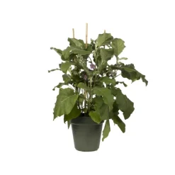Outlet ELHO Pot de culture Green Basics vert - Ø19 x H17,5