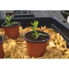 NORTENE Pot de germination coloris orange Ø 13 cm