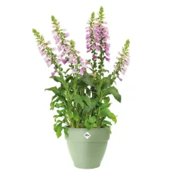 Sale ELHO Pot en polypropylène vert pistache Vibia Campana - Ø 47 x 40,4 cm