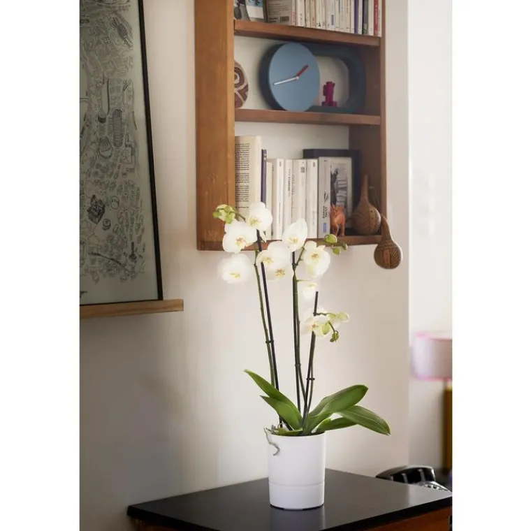 Best EDA Pot Orchidée Aquaduo blanc ivoire 1,3 L