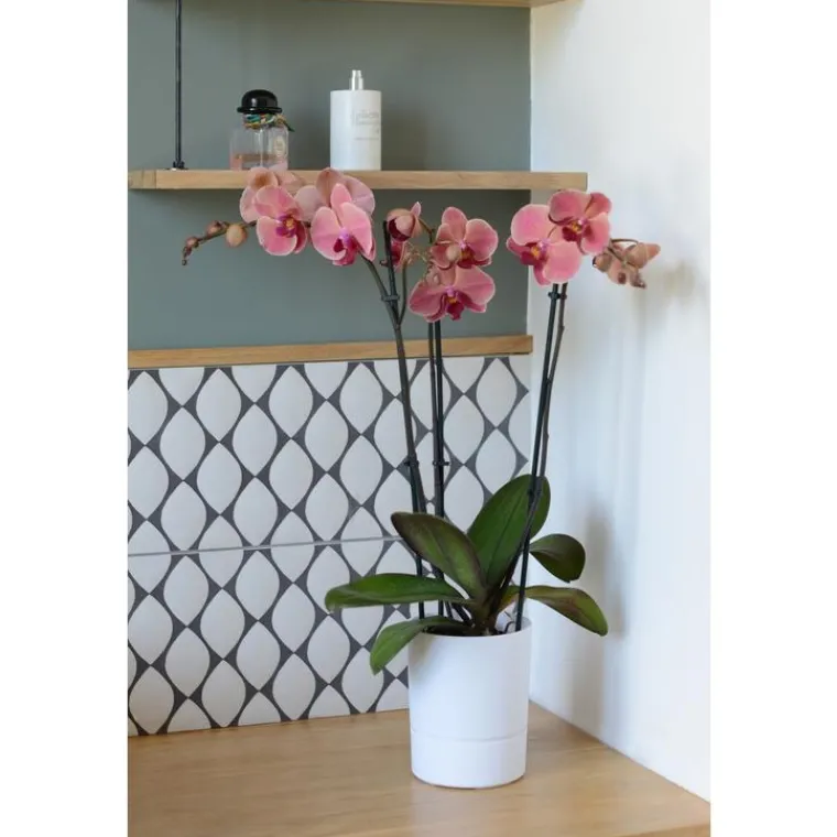 Best EDA Pot Orchidée Aquaduo blanc ivoire 1,3 L