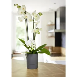 Clearance EDA Pot Orchidée Aquaduo gris anthracite 1,3 L