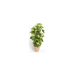 Clearance BOTANIC® Pothos