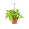 Pothos Aureus suspension Ø15xH40 cm