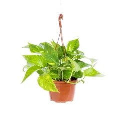 Pothos Aureus suspension Ø15xH40 cm