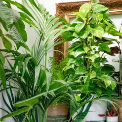 Pothos avec tuteur mousse pot Ø17xH80 cm