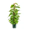 Clearance Pothos avec tuteur mousse pot Ø20xH100 cm